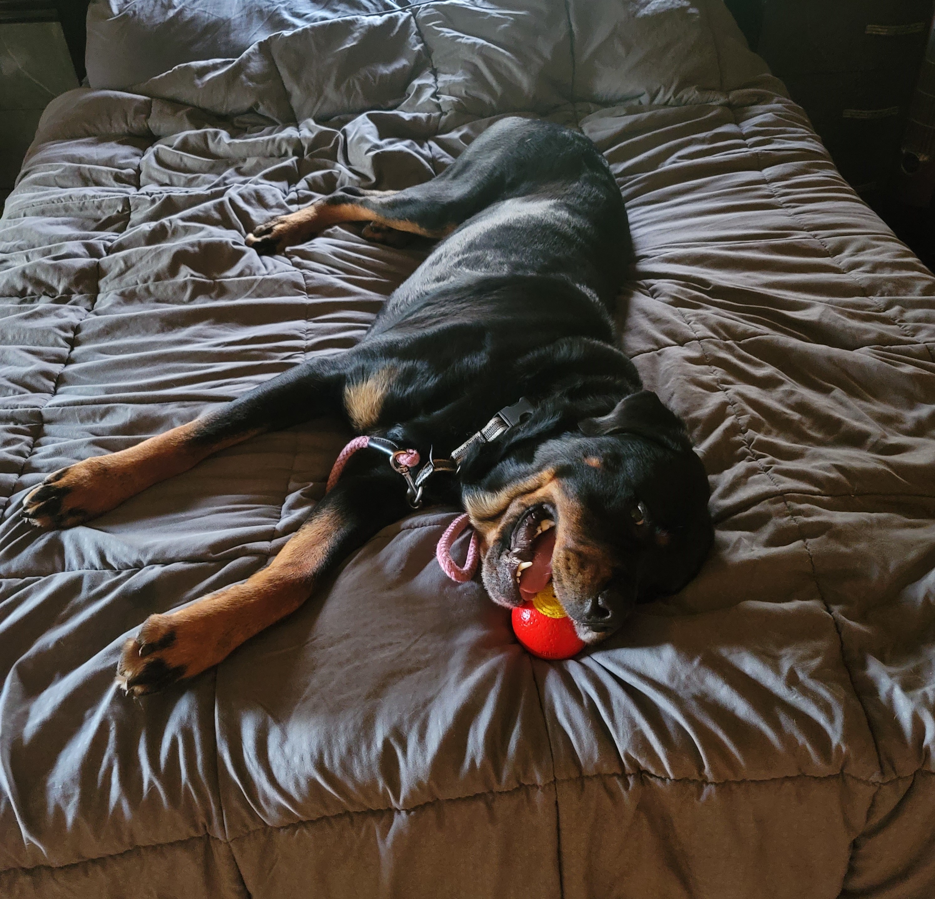 Bandit, an adoptable Rottweiler in Lincoln, NE, 68506 | Photo Image 1