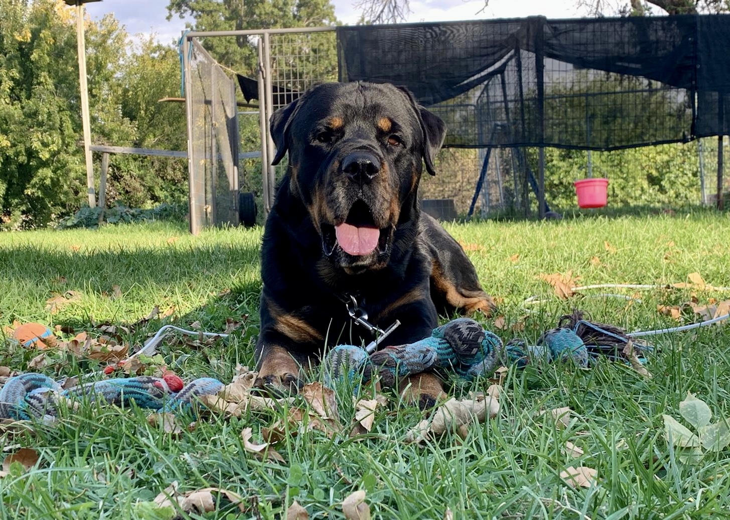 Bandit, an adoptable Rottweiler in Lincoln, NE, 68506 | Photo Image 2