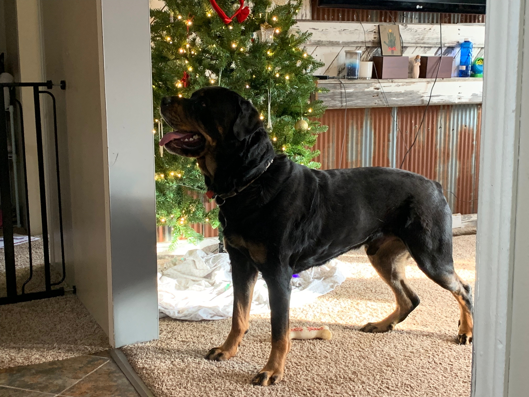 Bandit, an adoptable Rottweiler in Lincoln, NE, 68506 | Photo Image 3