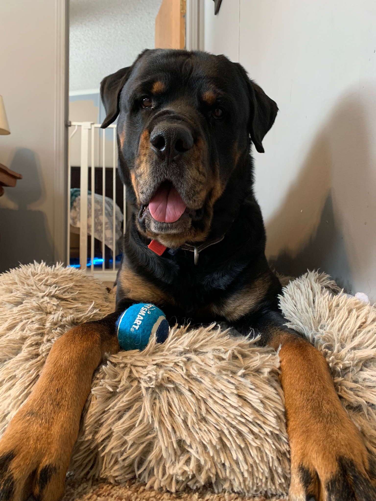 Bandit, an adoptable Rottweiler in Lincoln, NE, 68506 | Photo Image 4