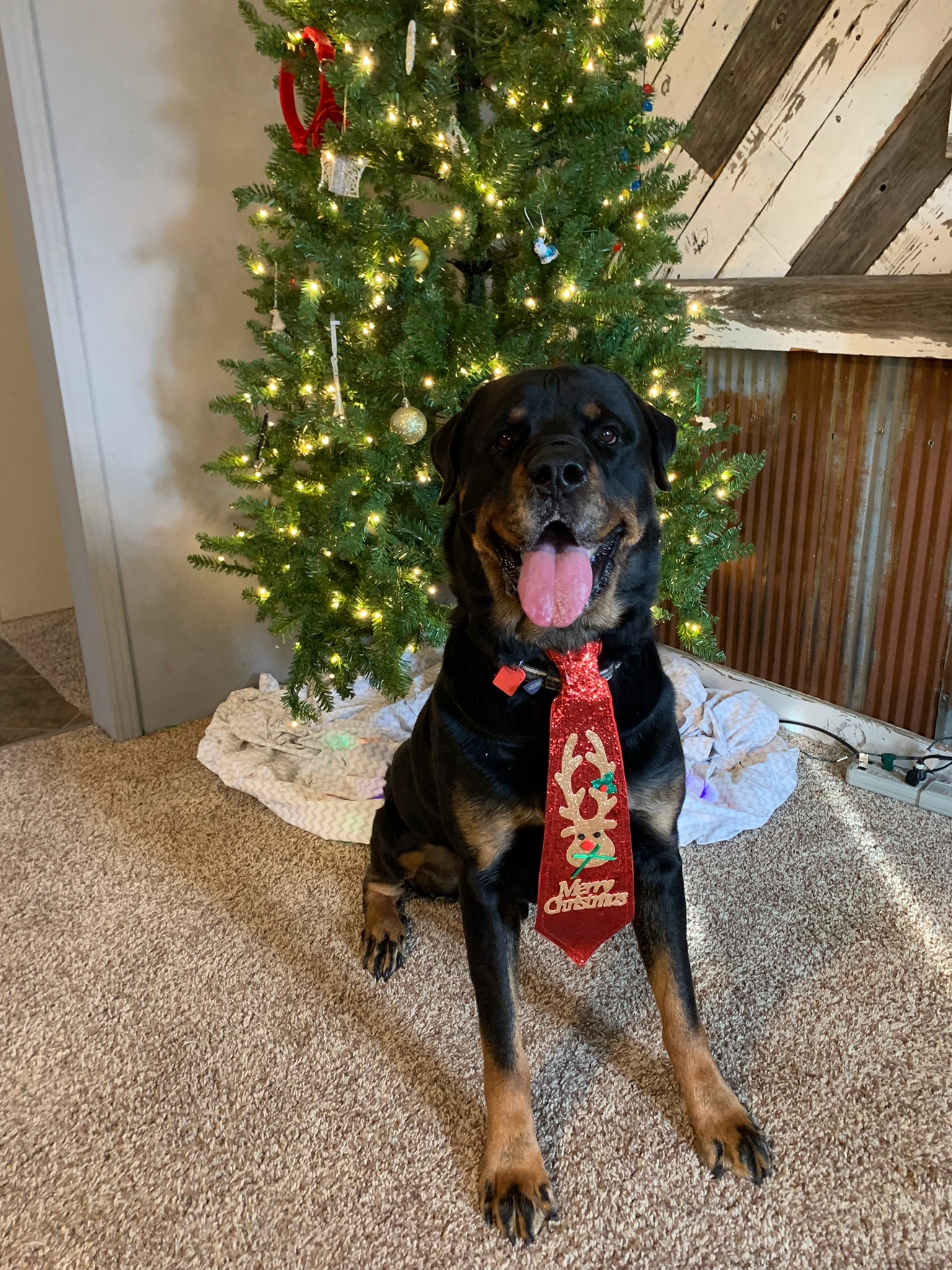 Bandit, an adoptable Rottweiler in Lincoln, NE, 68506 | Photo Image 5