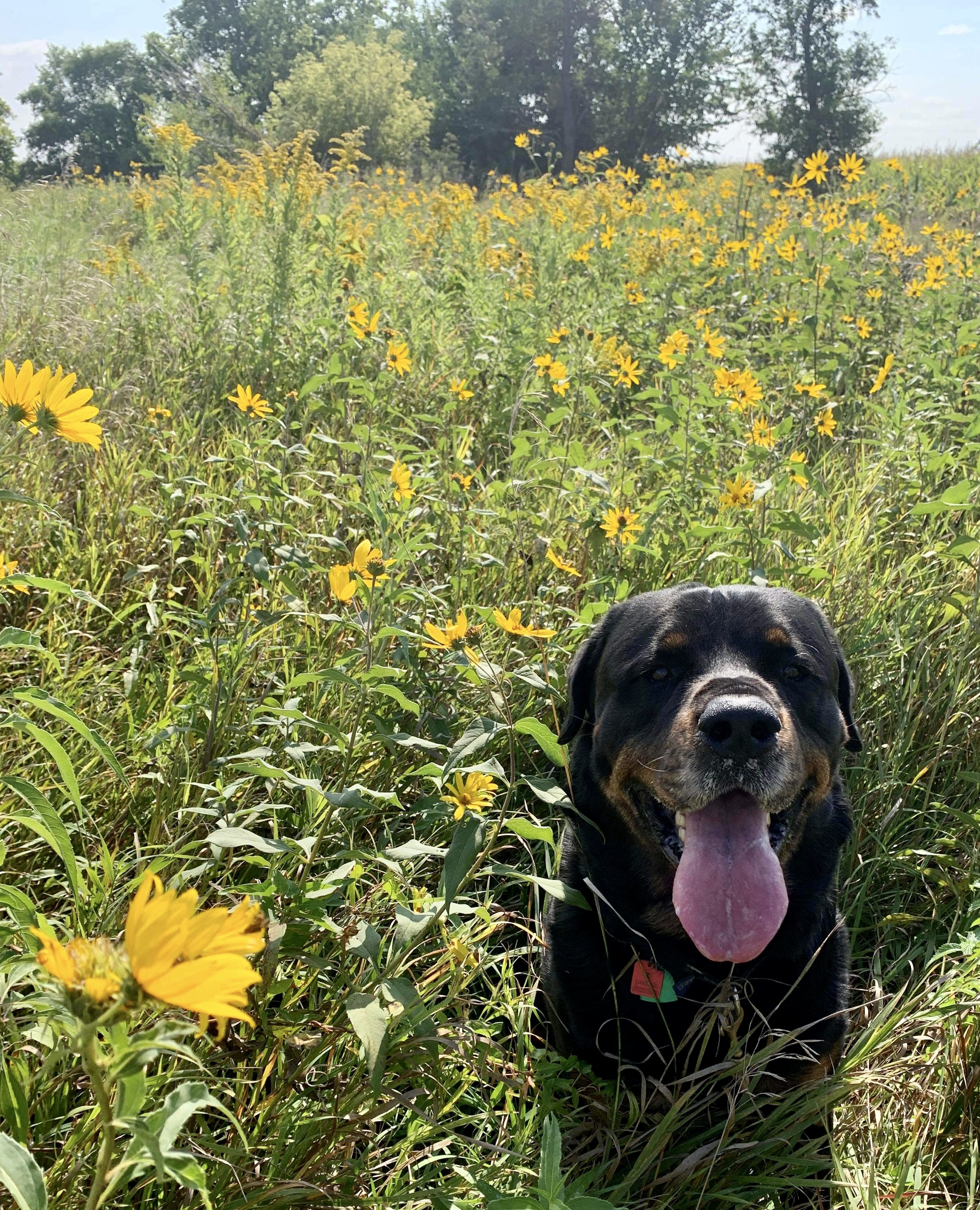 Bandit, an adoptable Rottweiler in Lincoln, NE, 68506 | Photo Image 6