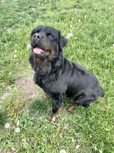Aggie 2, an adoptable Rottweiler in Lincoln, NE, 68506 | Photo Image 1