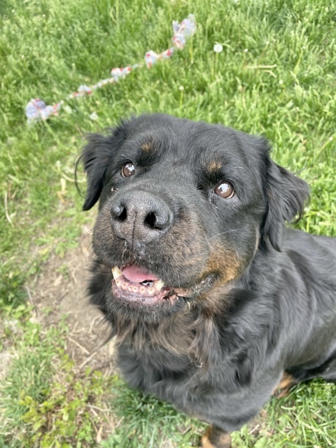 Aggie 2, an adoptable Rottweiler in Lincoln, NE, 68506 | Photo Image 2