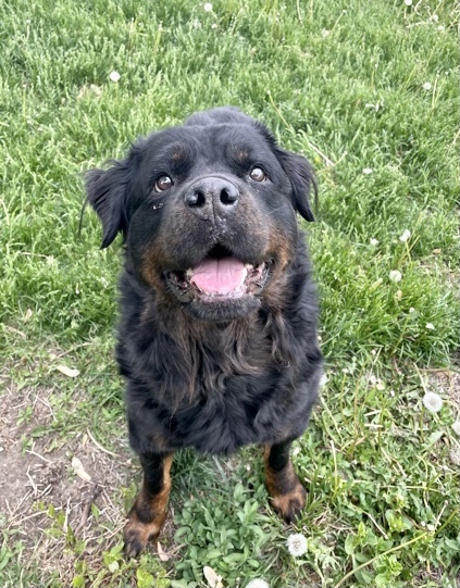Aggie 2, an adoptable Rottweiler Mix in Lincoln, NE_image-3