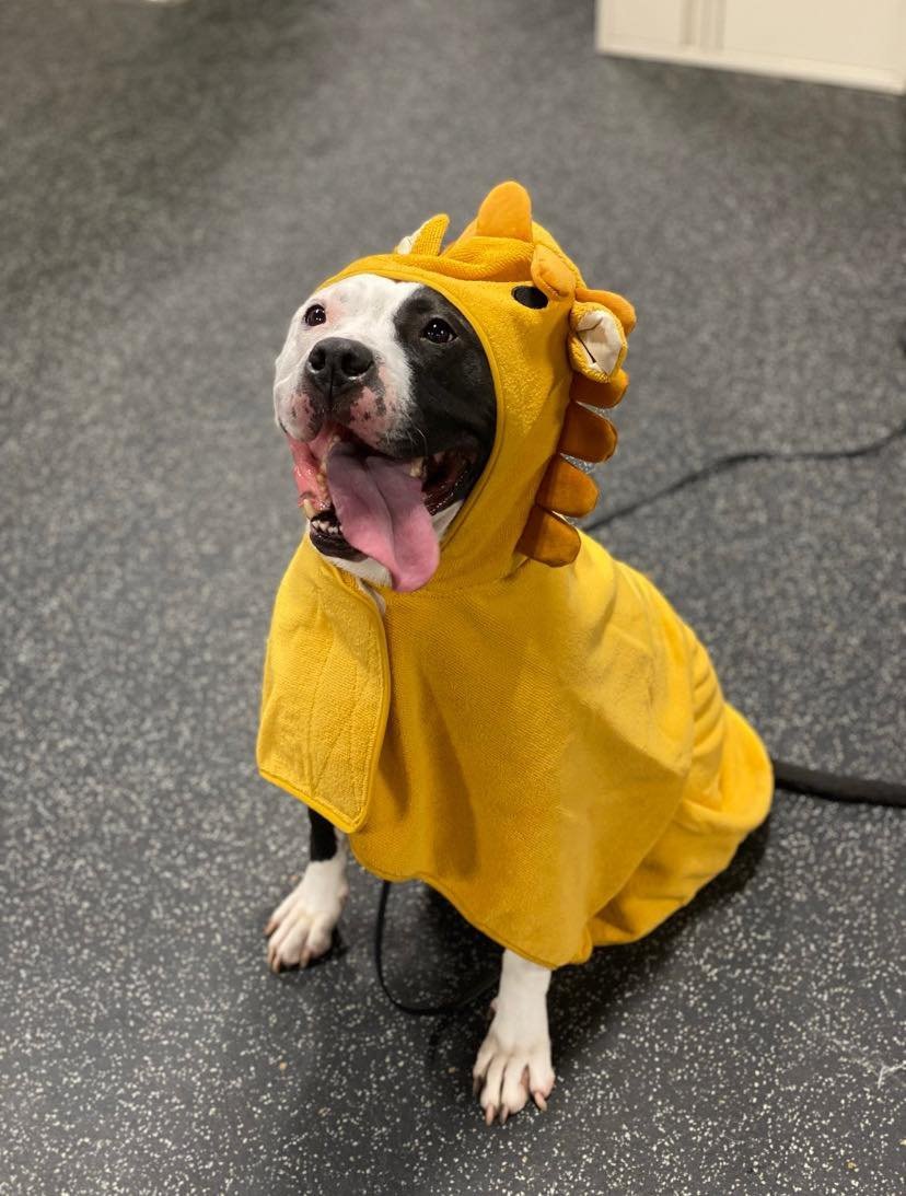 RWBY- Adoption Fee Sponsored!, an adoptable Pit Bull Terrier in Kansas City, MO, 64114 | Photo Image 2