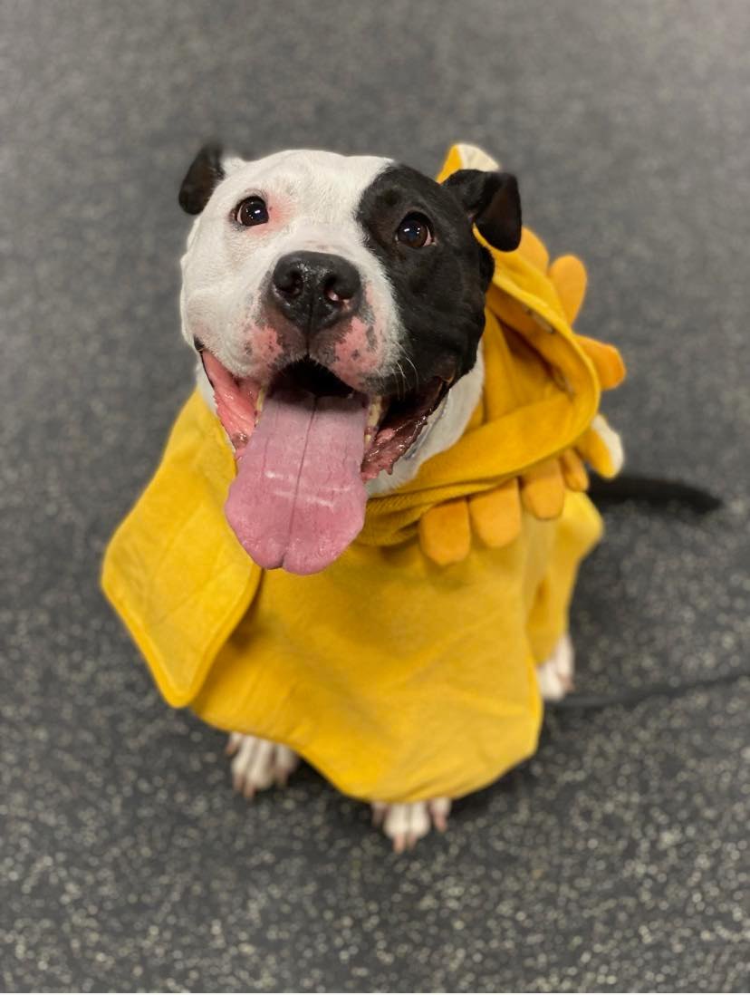 RWBY- Adoption Fee Sponsored!, an adoptable Pit Bull Terrier, American Bulldog in Kansas City, MO, 64114 | Photo Image 4