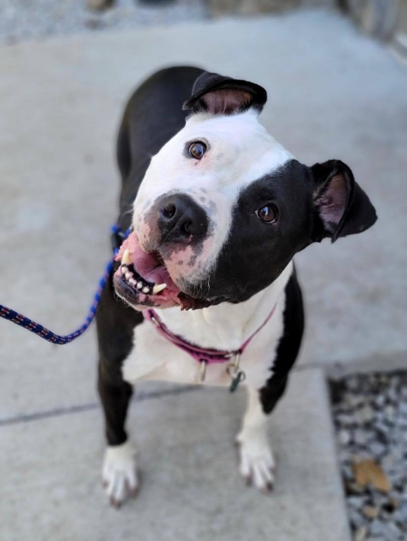 RWBY- Adoption Fee Sponsored!, an adoptable Pit Bull Terrier, American Bulldog in Kansas City, MO, 64114 | Photo Image 5