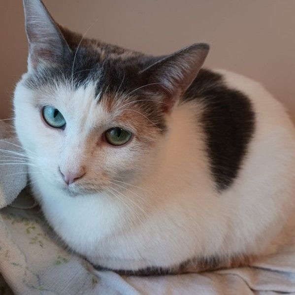 ABIGAIL, an adoptable Domestic Short Hair & American Shorthair Mix in Spring Green, WI_image-2