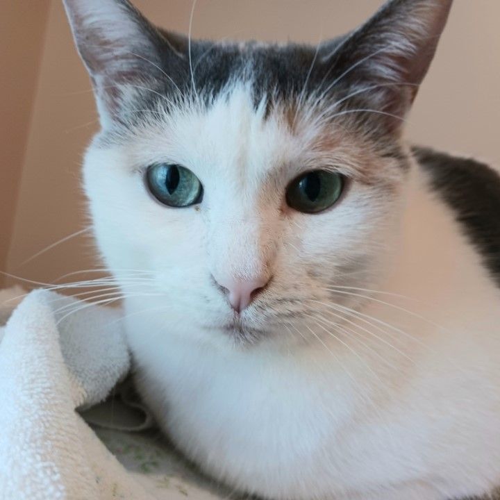 ABIGAIL - YOUR LOVEABLE COMPANION OFFICE ASSISTANT, an adoptable Oriental Short Hair & American Shorthair Mix in Spring Green, WI_image-2