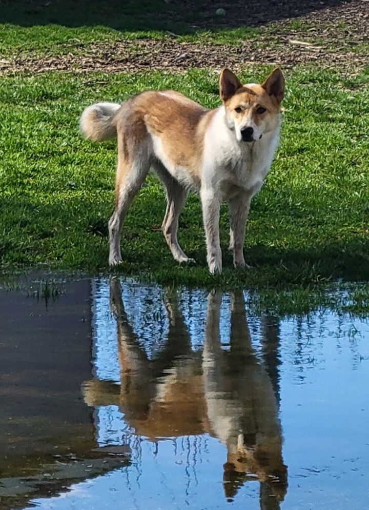 Presley (and/or Polly), an adoptable Husky & Cattle Dog Mix in Bloomingdale, NJ_image-3