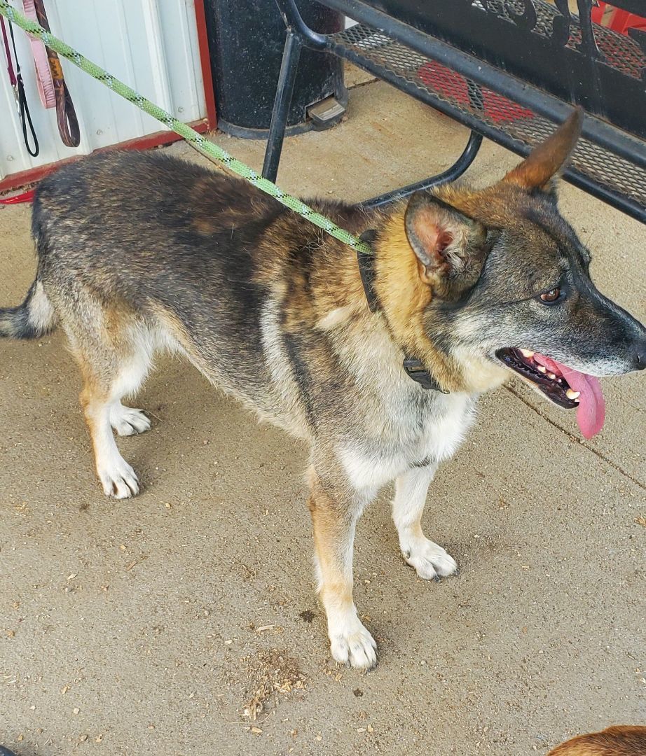 Charlotte, an adoptable German Shepherd Dog in Walthill, NE, 68067 | Photo Image 2