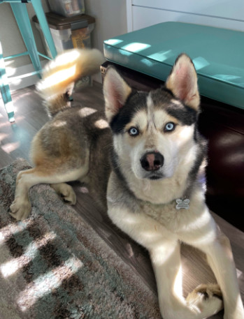 Phoenix, an adoptable Husky in Sonoma, CA, 95476 | Photo Image 1
