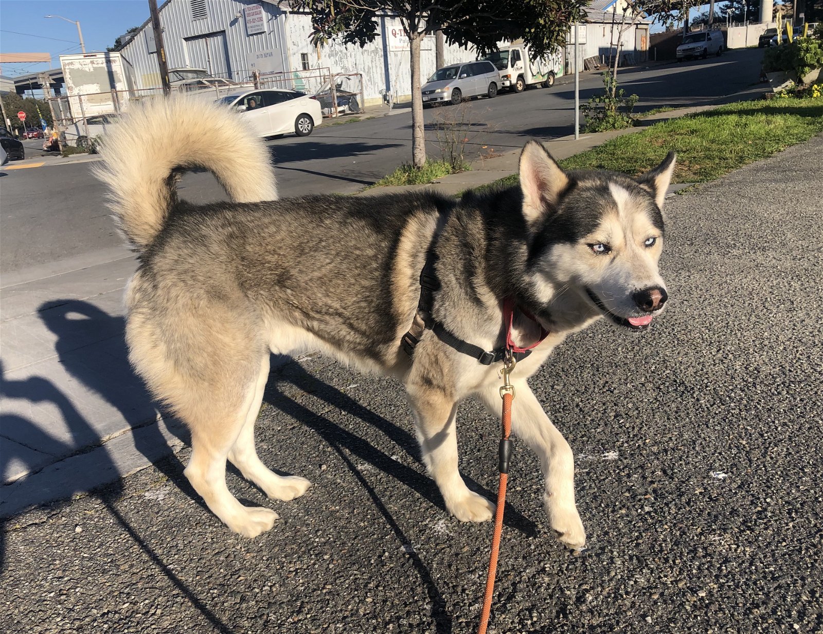 Phoenix, an adoptable Husky in Sonoma, CA, 95476 | Photo Image 2