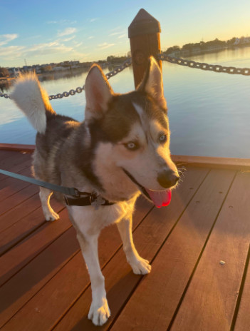 Phoenix, an adoptable Husky in Sonoma, CA, 95476 | Photo Image 3