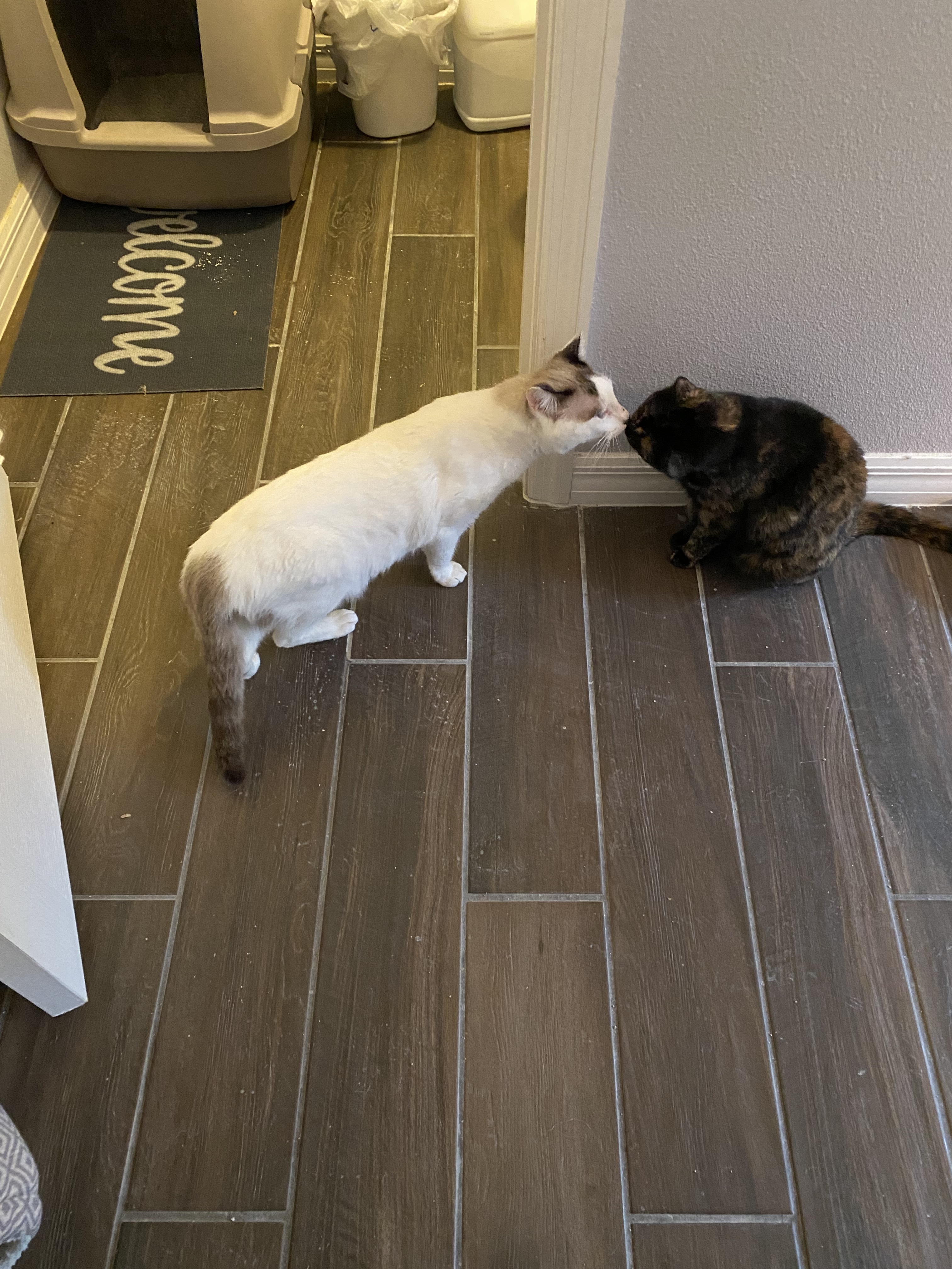 Nou, an adoptable Snowshoe in Groveland, FL, 34736 | Photo Image 4