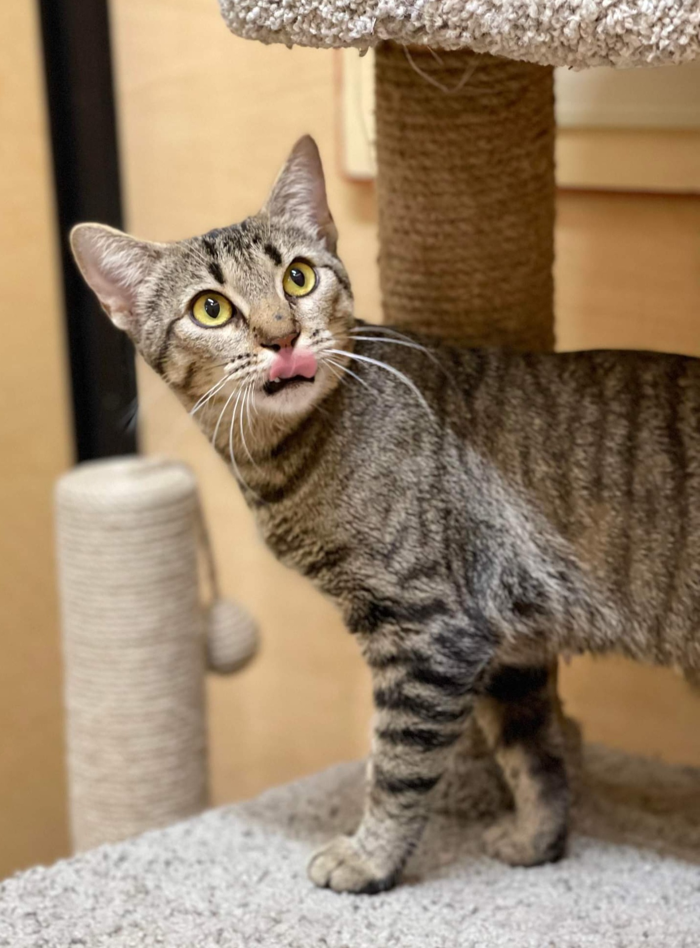 *Joyce, an adoptable Domestic Short Hair in Queen Creek, AZ, 85142 | Photo Image 1