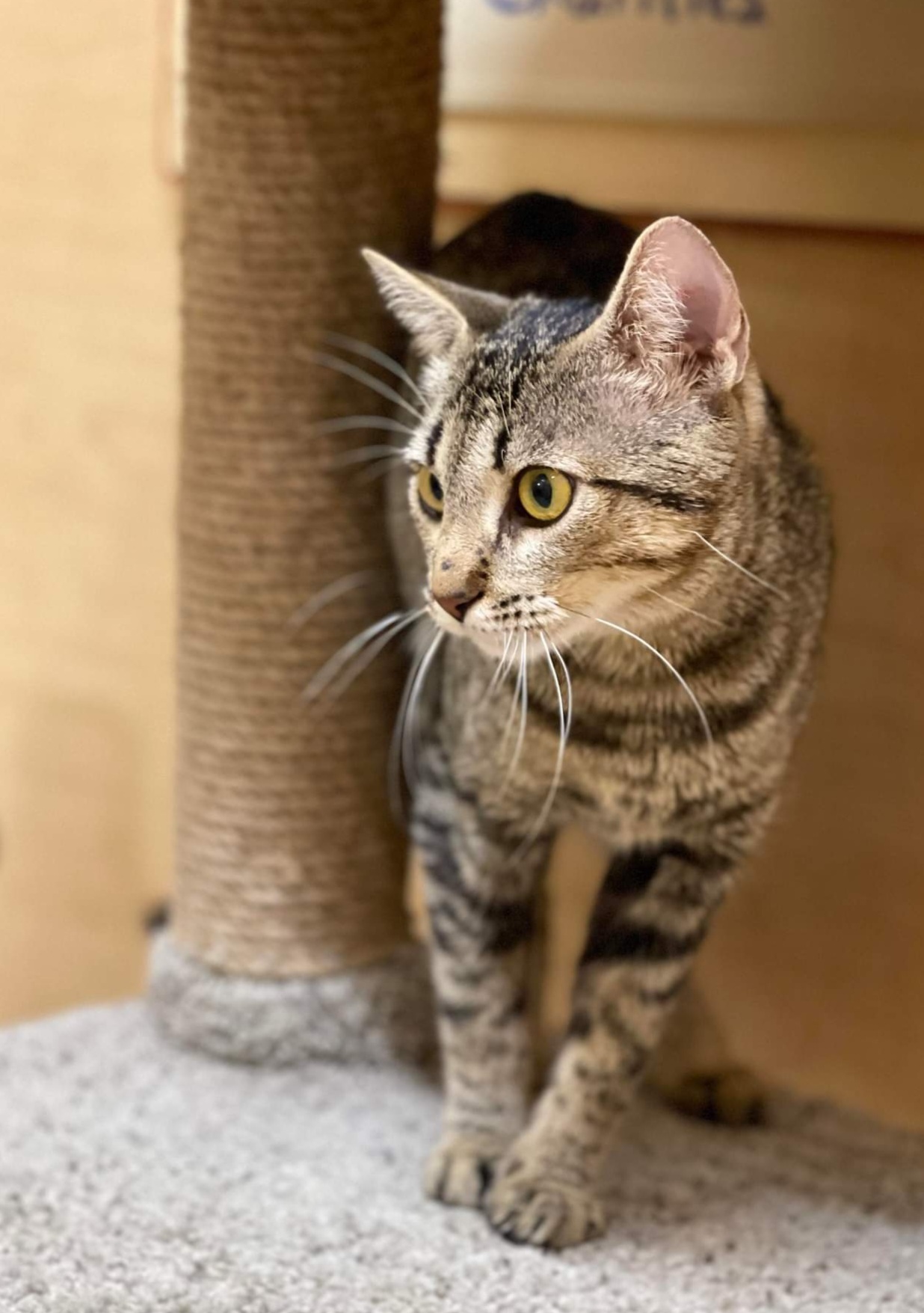 *Joyce, an adoptable Domestic Short Hair in Queen Creek, AZ, 85142 | Photo Image 2