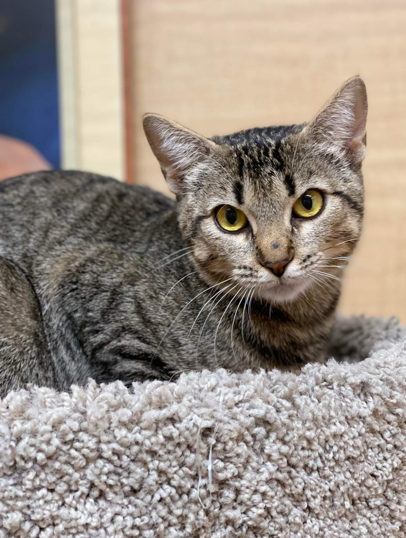 *Joyce, an adoptable Domestic Short Hair in Queen Creek, AZ, 85142 | Photo Image 3