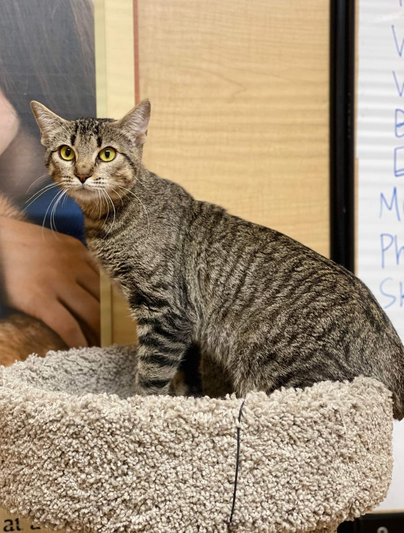 *Joyce, an adoptable Domestic Short Hair in Queen Creek, AZ, 85142 | Photo Image 4