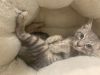 Bani- Silver Bengal Tabby - BONDED PAIR photo 1