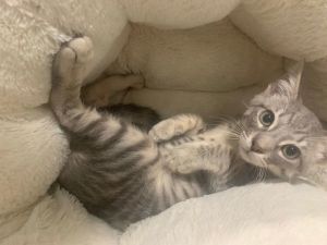 Bani- Silver Bengal Tabby - BONDED PAIR, Baby Male unknown