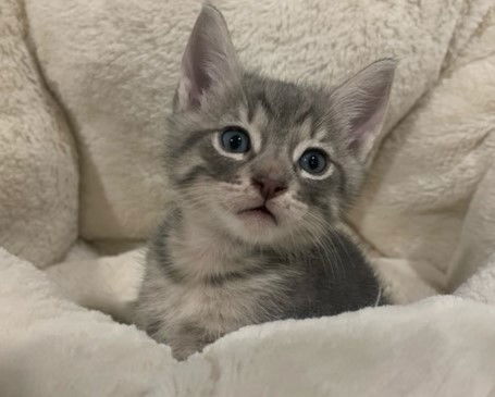 Bani- Silver Bengal Tabby - BONDED PAIR 2