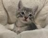 Bani- Silver Bengal Tabby - BONDED PAIR photo 2