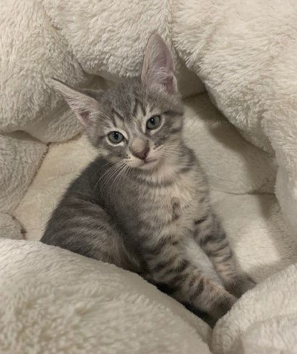 silver bengal cat