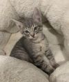 Bani- Silver Bengal Tabby - BONDED PAIR photo 3