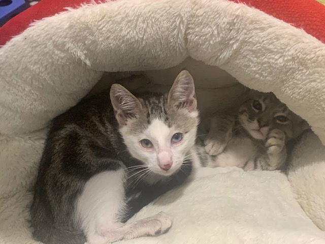 Bani & Nihli - A BONDED PAIR OF BOYS, an adoptable Domestic Short Hair, Bengal in Newport Beach, CA, 92658 | Photo Image 1