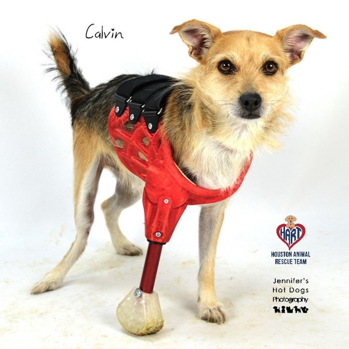 Calvin 2