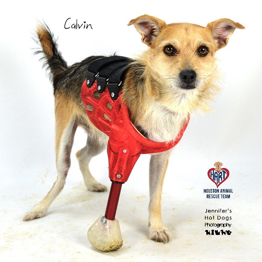 Calvin, an adoptable Cairn Terrier, Terrier in Tomball, TX, 77377 | Photo Image 2