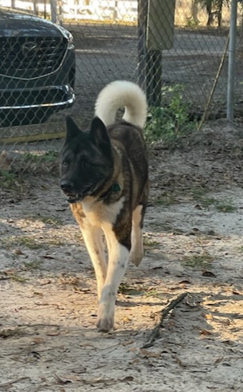 Apollo, an adoptable Akita in Jacksonville, FL, 32207 | Photo Image 2