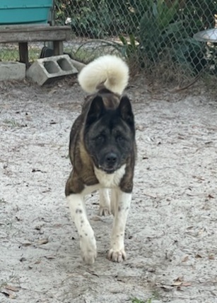 Apollo, an adoptable Akita in Jacksonville, FL, 32207 | Photo Image 3