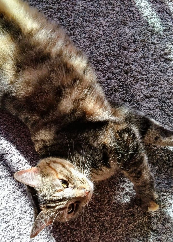 Winifred , an adoptable Tabby & Domestic Short Hair Mix in Kentwood, MI_image-4