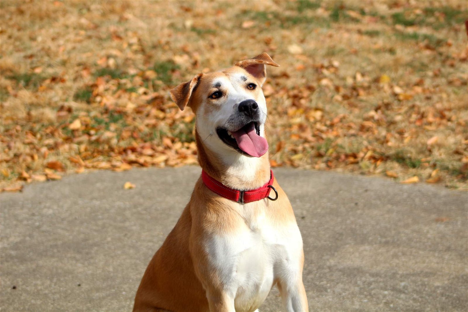 Noelle, an adoptable Husky, Pit Bull Terrier in Boston, KY, 40107 | Photo Image 2