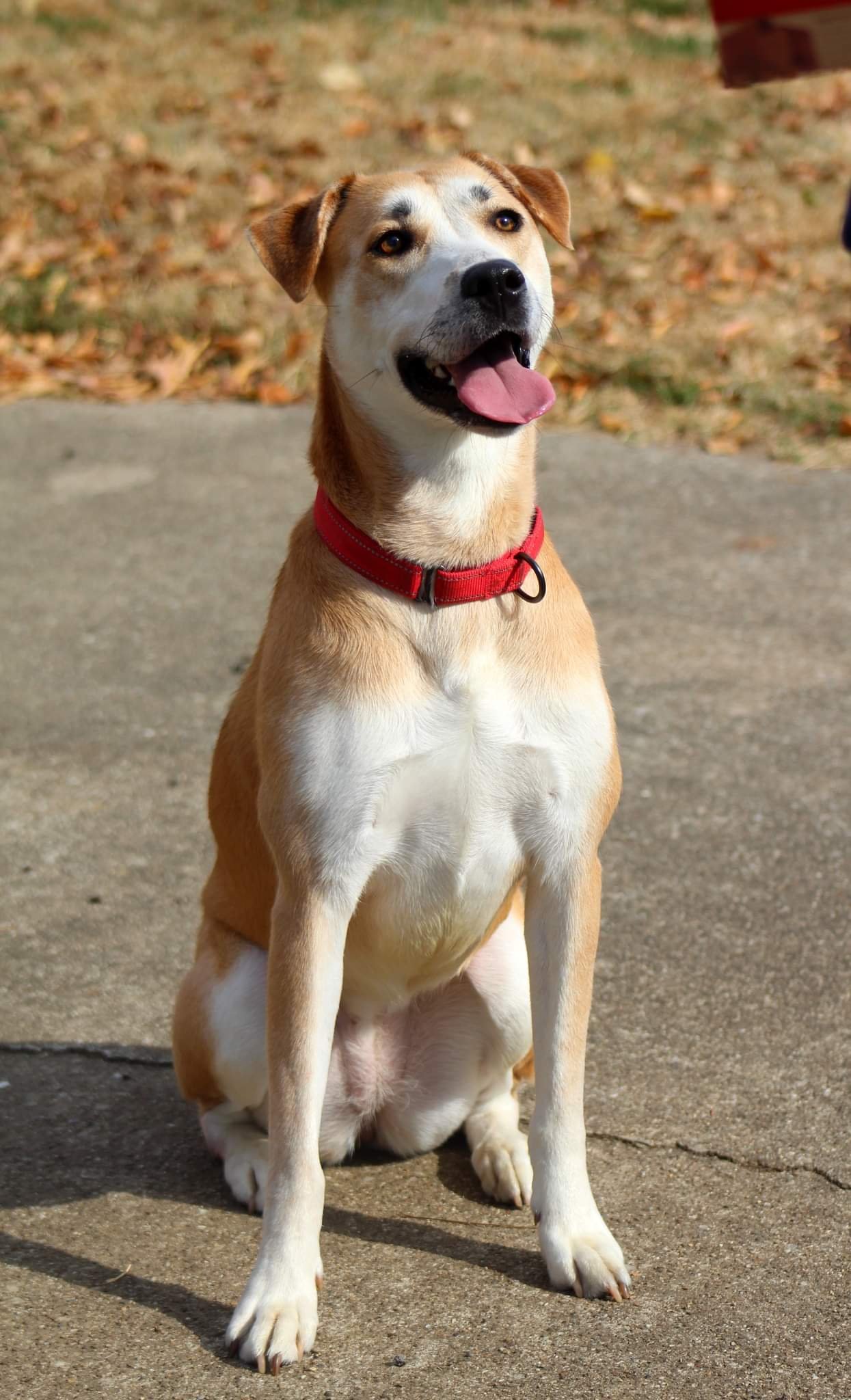 Noelle, an adoptable Husky, Pit Bull Terrier in Boston, KY, 40107 | Photo Image 3
