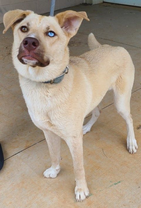 Holla, an adoptable Husky, Labrador Retriever in Lenoir, NC, 28645 | Photo Image 1