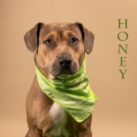 Honey 02-0407