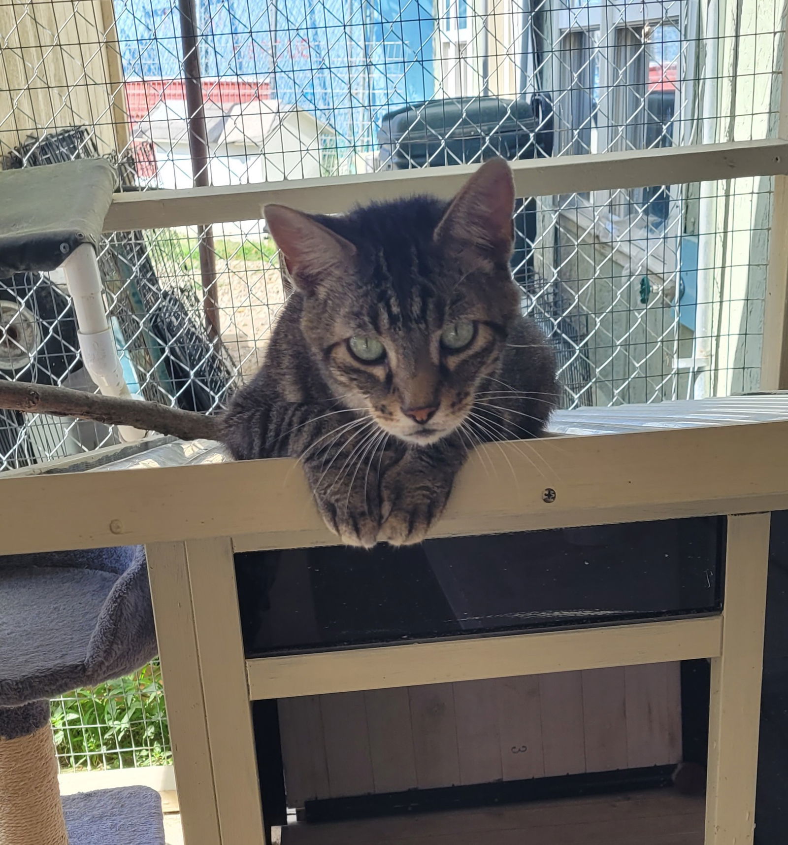 Dallas, an adoptable Domestic Short Hair, Tabby in Stover, MO, 65078 | Photo Image 1