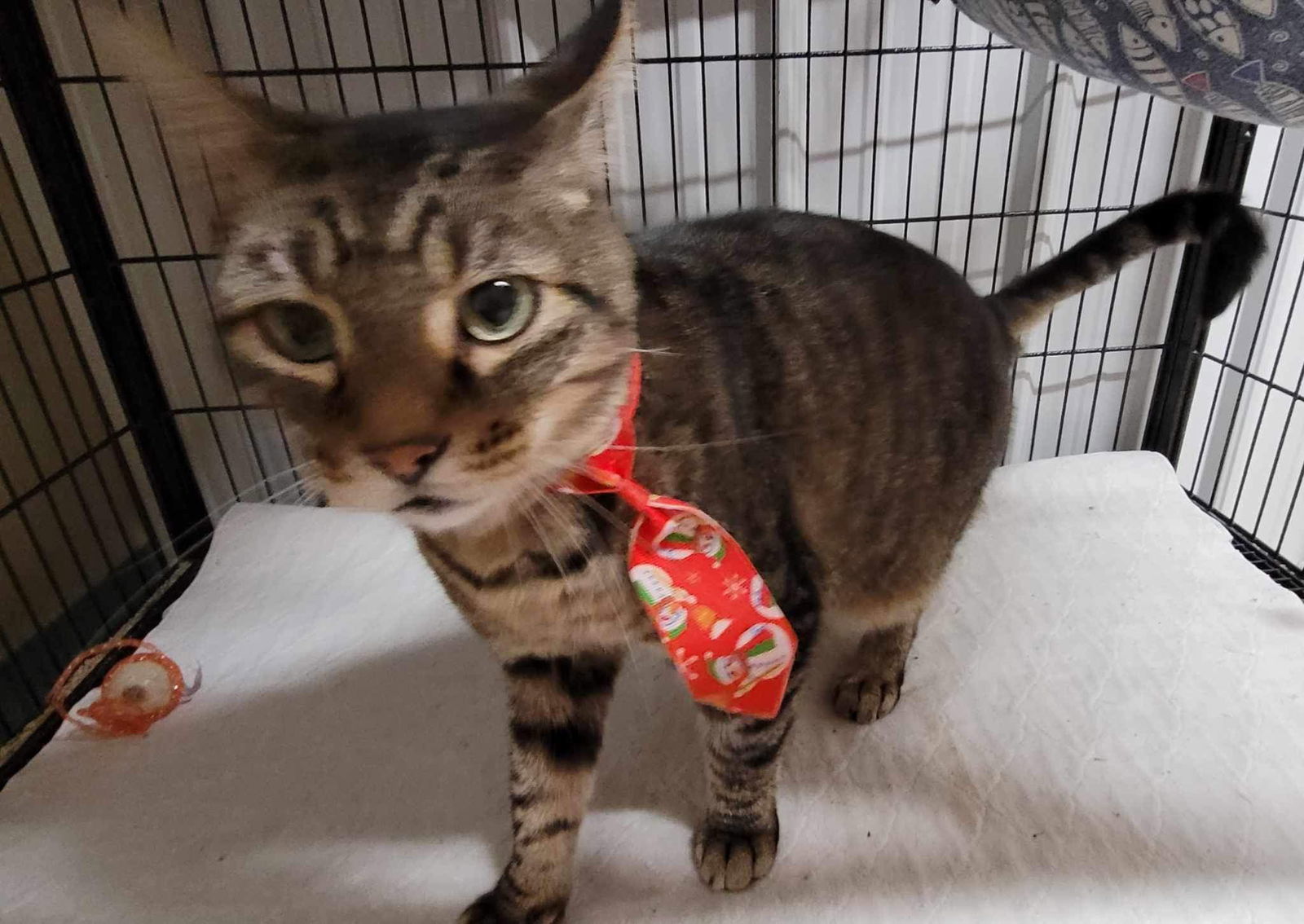 Dallas, an adoptable Domestic Short Hair, Tabby in Stover, MO, 65078 | Photo Image 2
