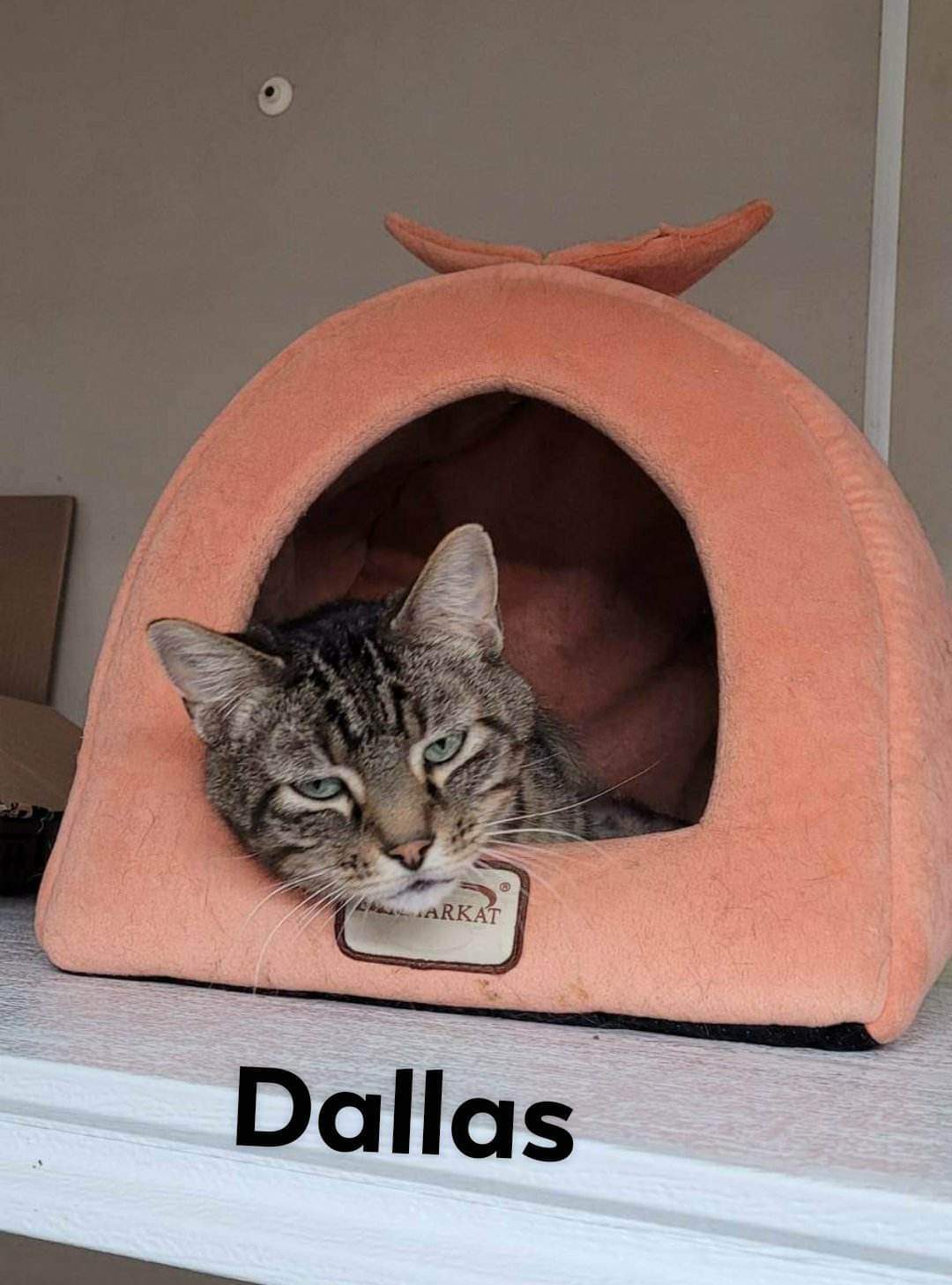 Dallas, an adoptable Domestic Short Hair, Tabby in Stover, MO, 65078 | Photo Image 3