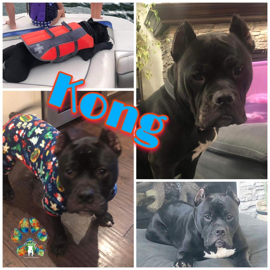 Kong AKA Shorty