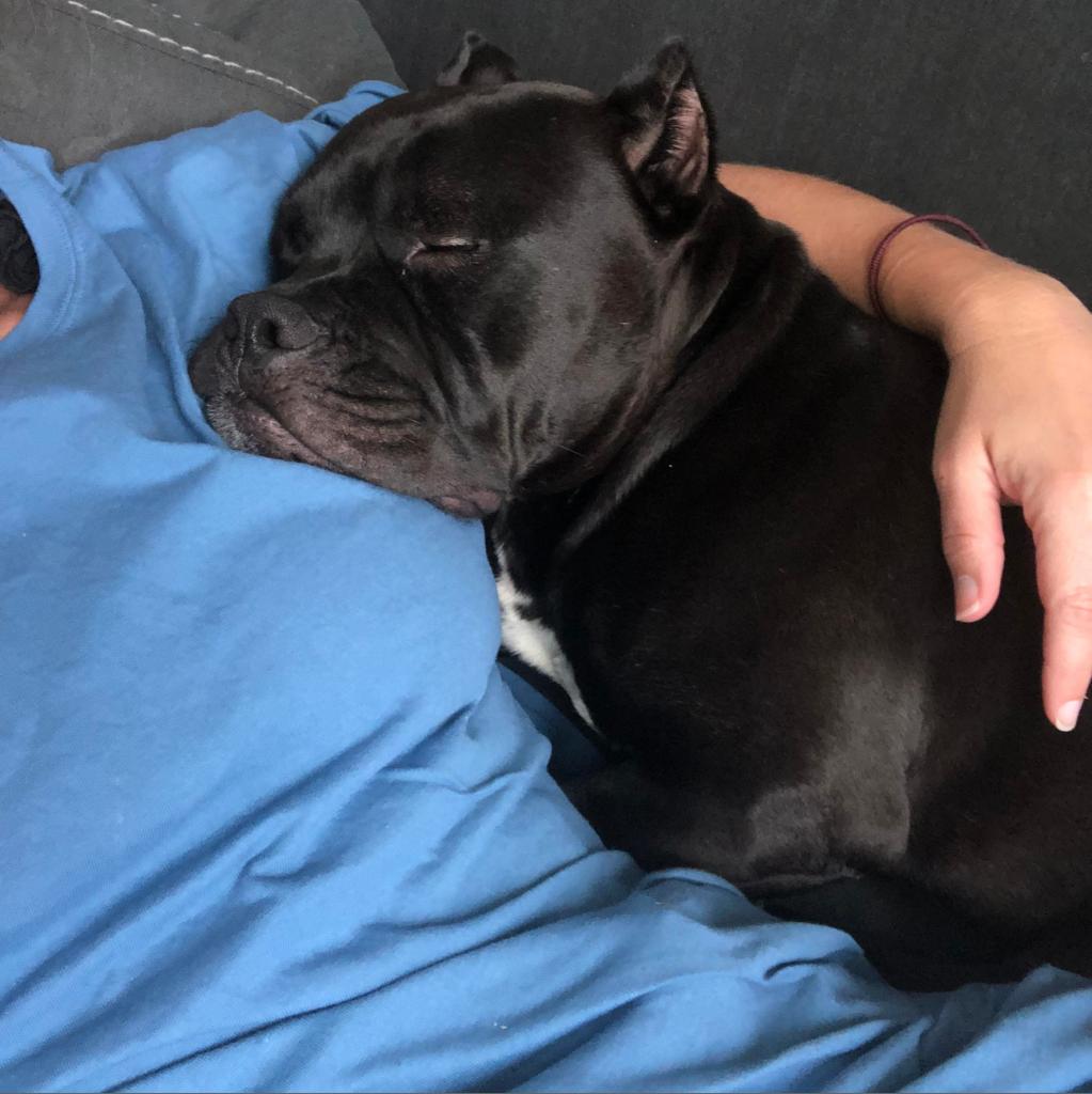 Kong AKA Shorty