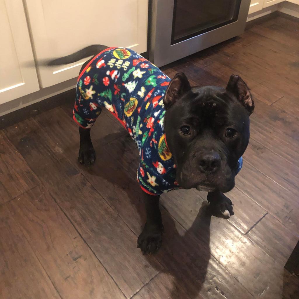 Kong AKA Shorty