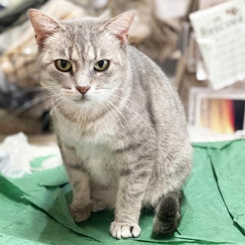 Helena, an adoptable Domestic Short Hair in Mount Juliet, TN, 37122 | Photo Image 1