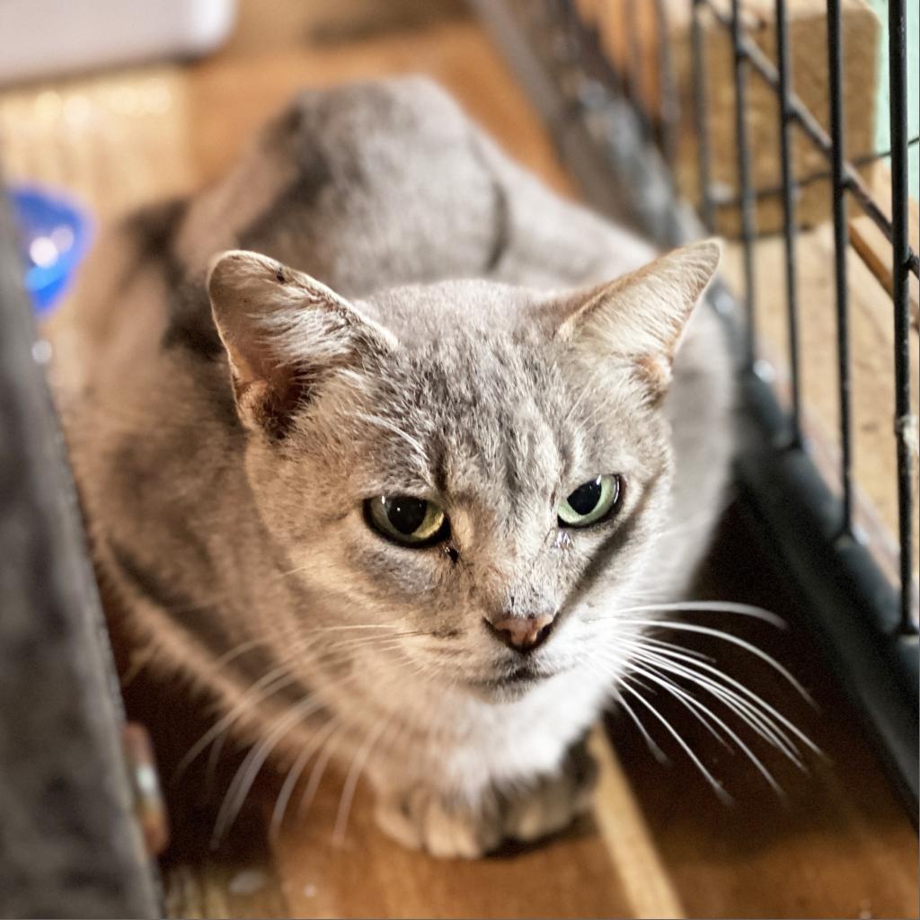 Helena, an adoptable Domestic Short Hair in Mount Juliet, TN, 37122 | Photo Image 2