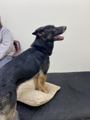 Morgan, an adoptable German Shepherd Dog Mix in Cumberland, MD_image-2