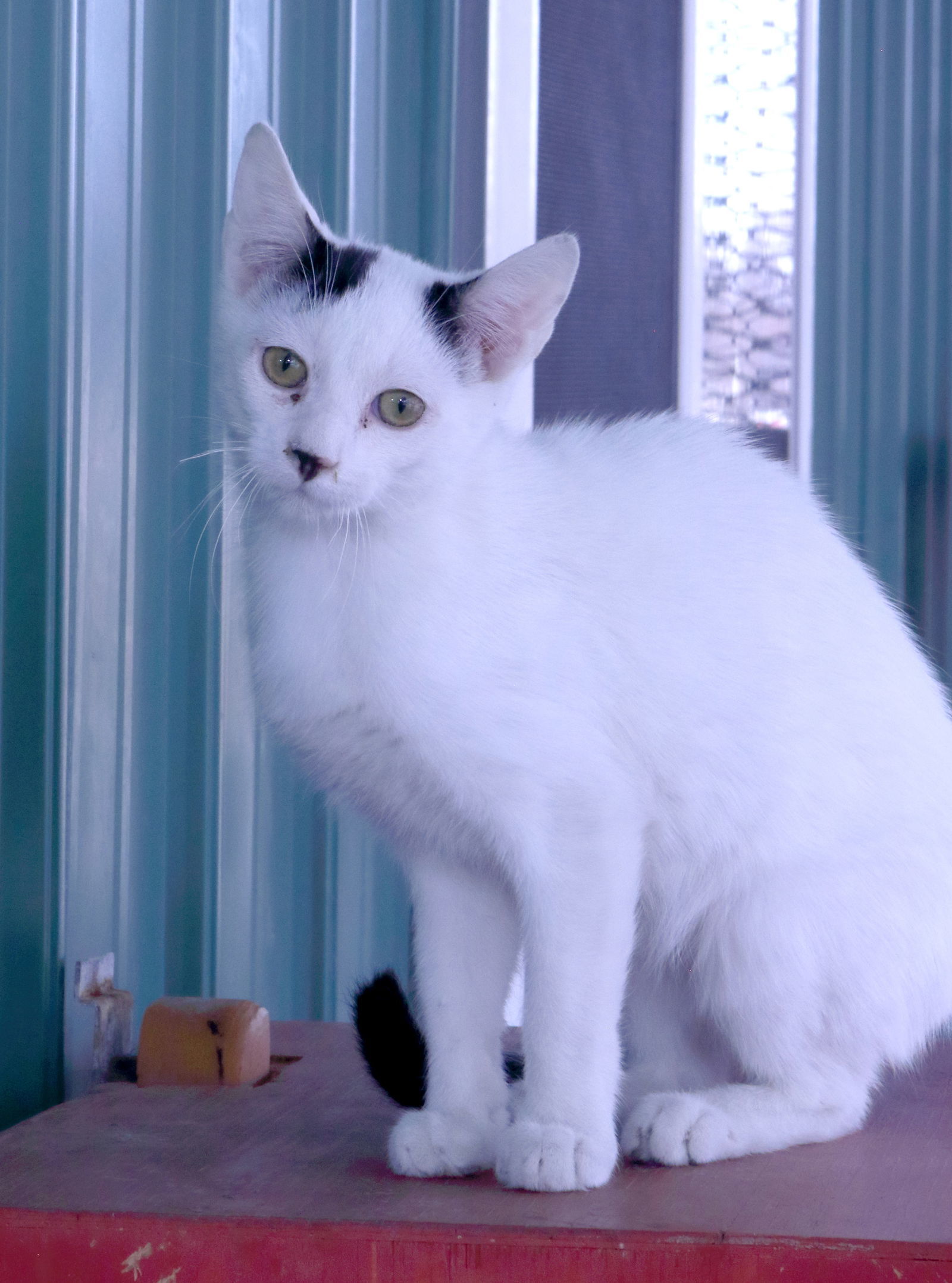 Rome, an adoptable Domestic Short Hair in Austin, MN, 55912 | Photo Image 1